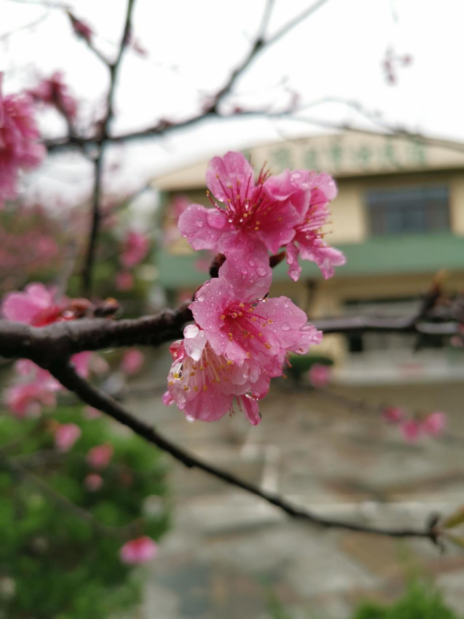 Tai Yu Ju Bao Fang B&B Luye Exteriör bild